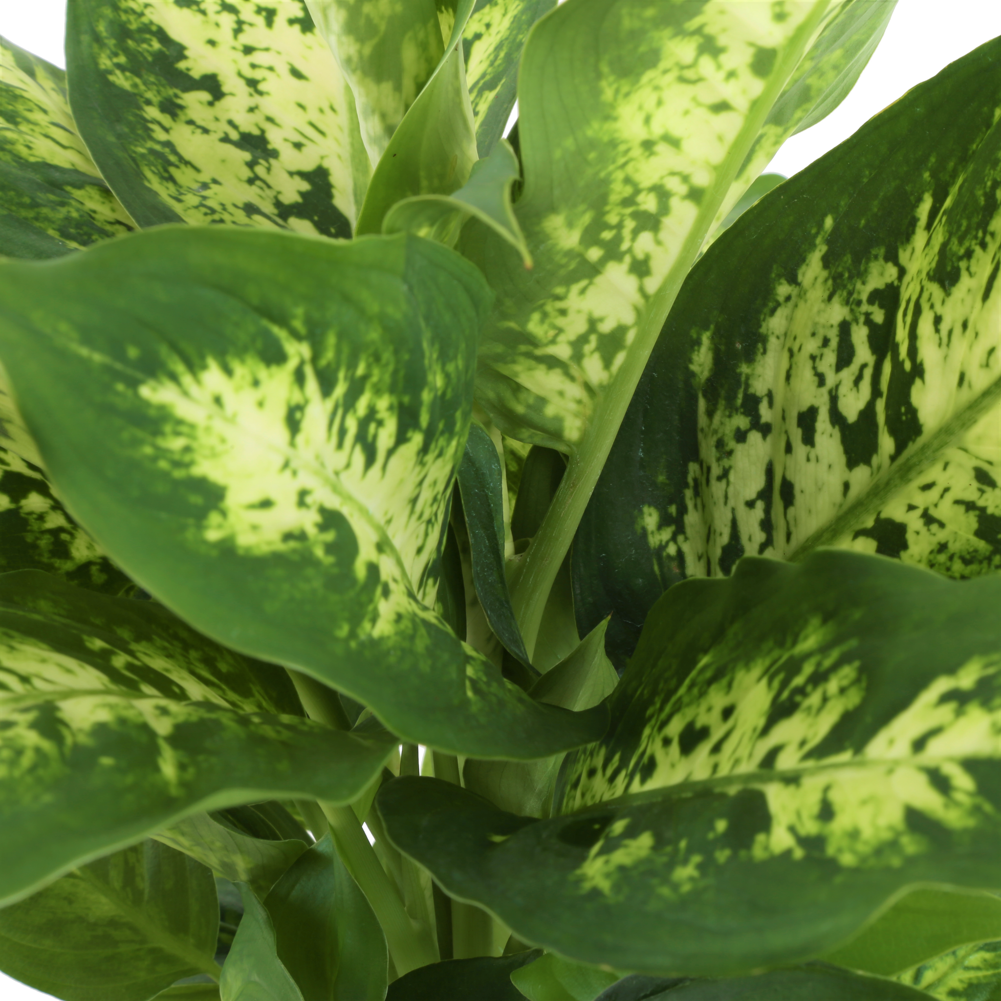 detailed close up of dieffenbachia leaves to showcase green and yellow-green coloration of leaves