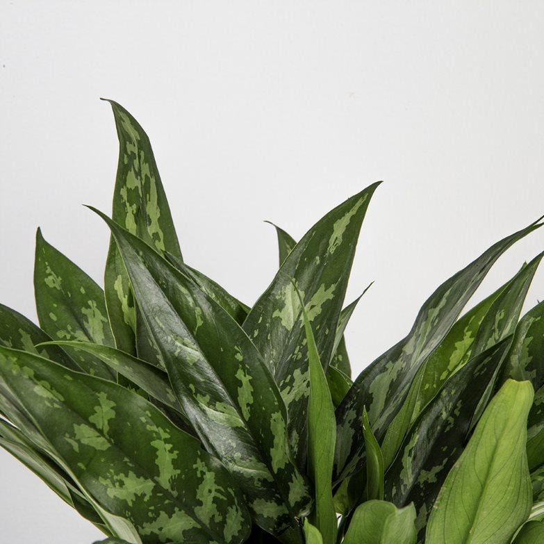 detailed close up view of emerald beauty aglaonema leaves, you can see the different shades of green in the variagation