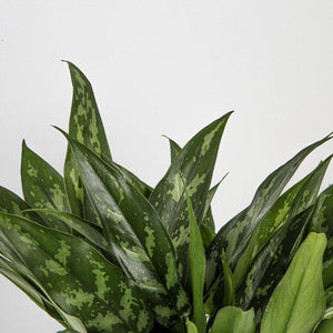 detailed close up view of emerald beauty aglaonema leaves, you can see the different shades of green in the variagation