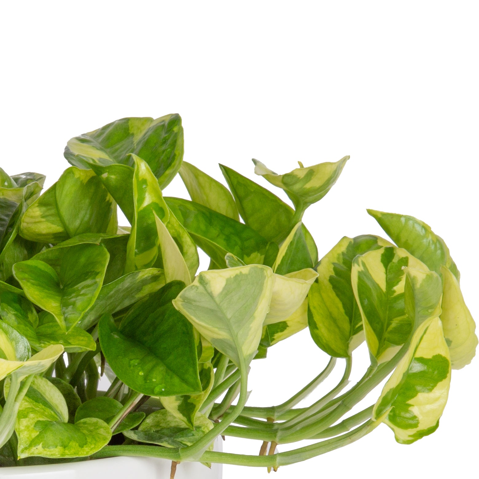foliage of the lemon meringue pothos, showcasing different shades of green and cream