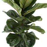 detail view of ficus lyrata standard leaves, they are dark green and shiny with yellowish veins