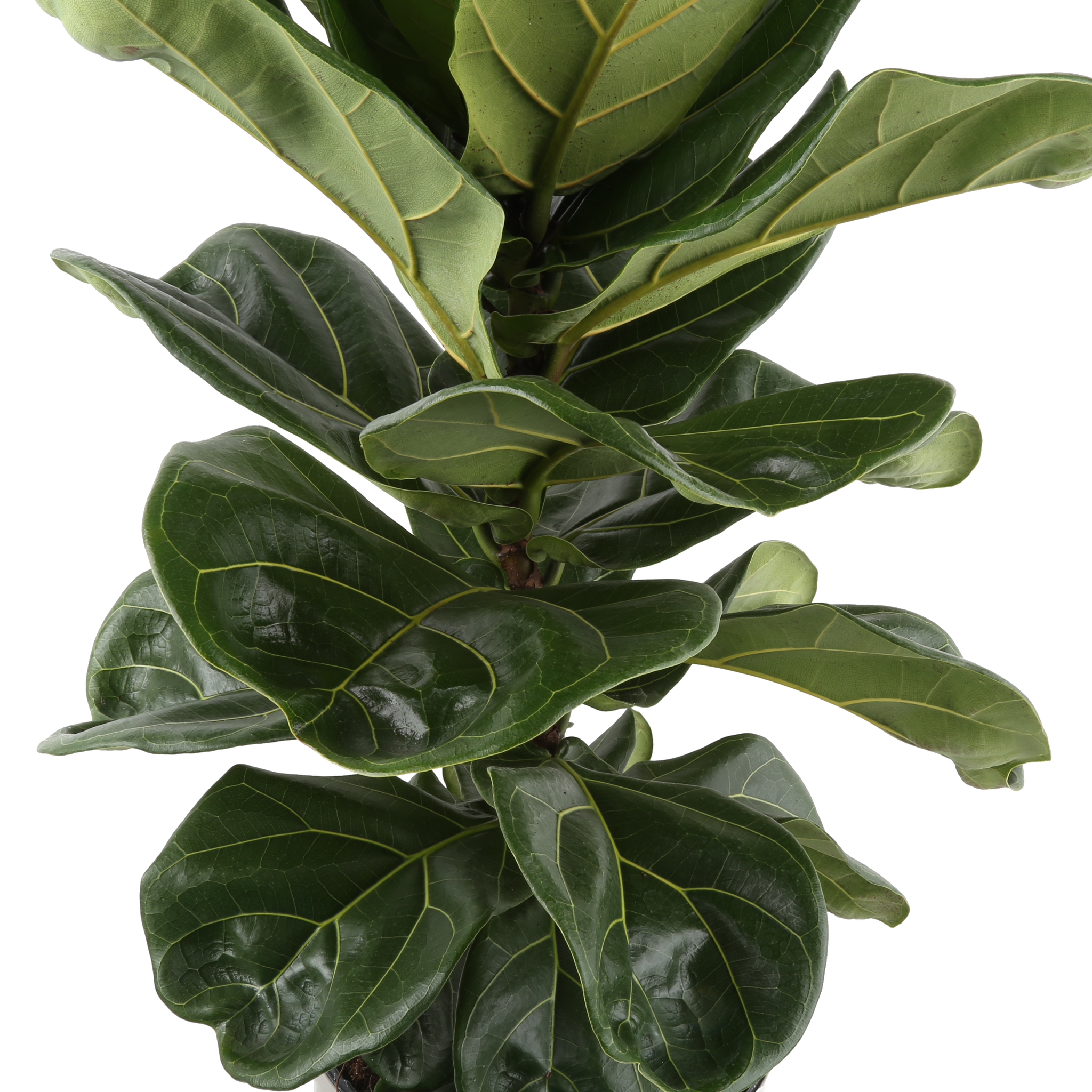 detail view of ficus lyrata standard leaves, they are dark green and shiny with yellowish veins