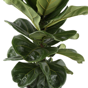 Ficus Lyrata Standard | large