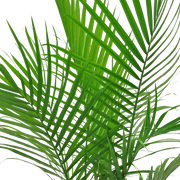 detailed view of the majesty palm fronds to showcase the bright green color and thin, strong leaves