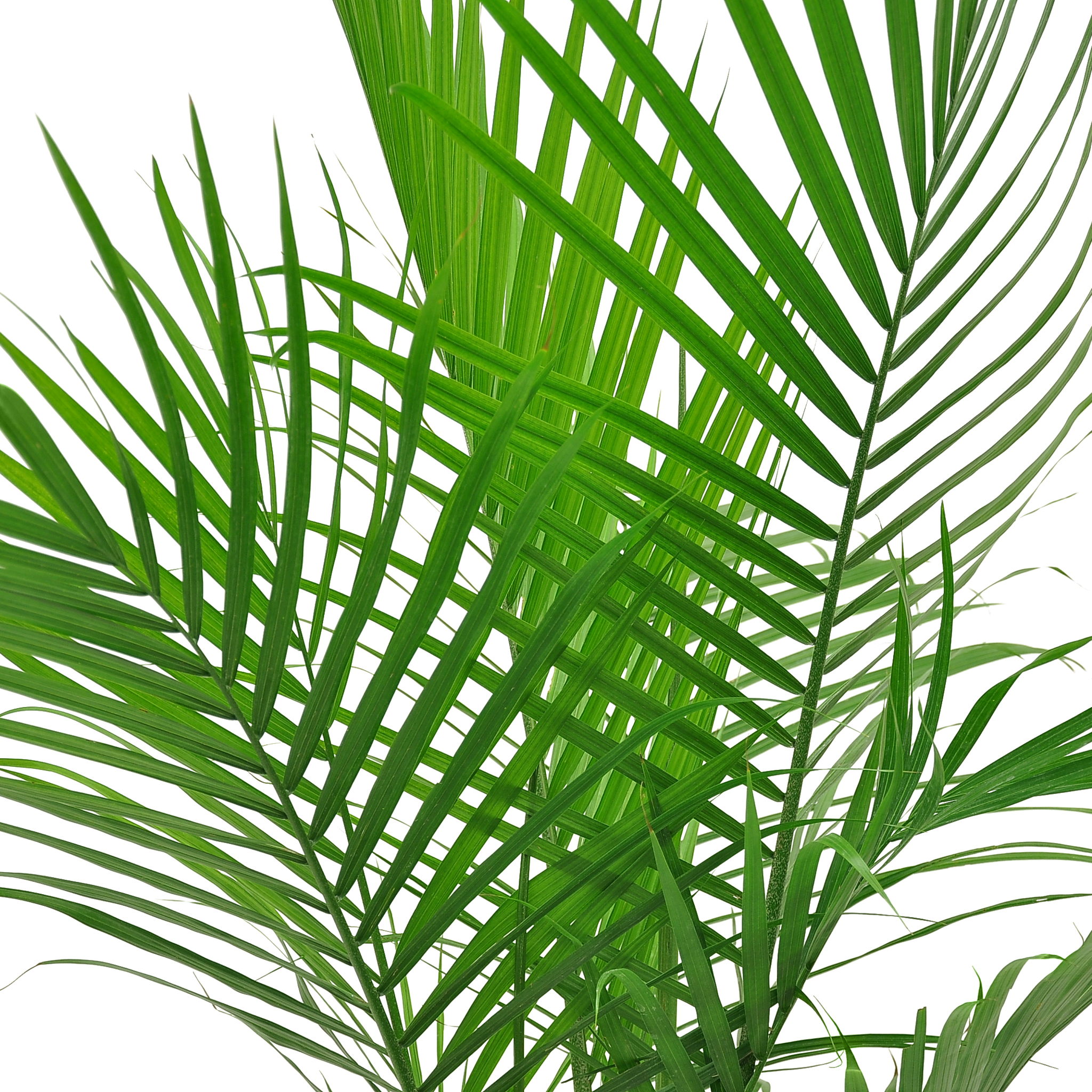 Majesty Palm | large