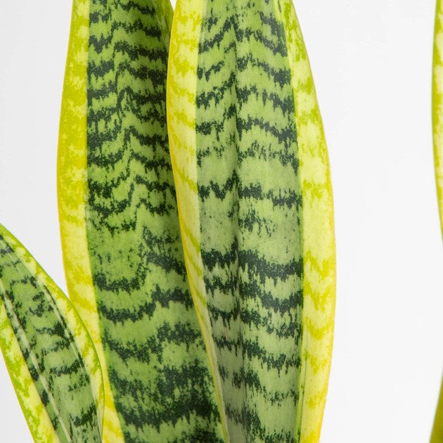 close up view of example plant that can be shipped, showcased is a snake plant laurentiis with yellow stripes at the edges of the leaves