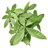 birds eye or top view of pachira money tree foliage to show case the bright green color and almond shape of the leaves 