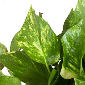 detail view of golden pothos foliage to showcase the green leaves with patches of yellow and white 