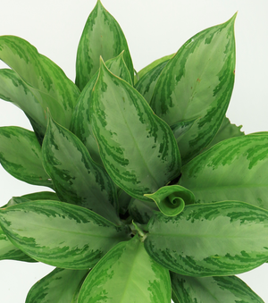 top view of silver bay aglaonema leaves to show what the leaves look like when you are looking down at them, the creamy green splashes of color are more visible and vibrant 
