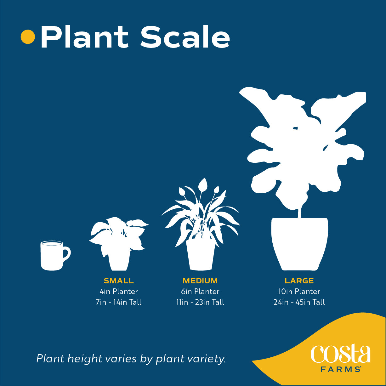 digital size chart illustration showcasing the size options for plant at costa farms small is a 4in planter with 7in - 14in tall plant a medium is a 6in planter with a 11in - 23in tall plant and large is a 10in planter with 24in - 45in tall plants